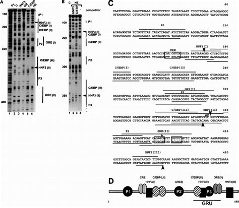 In Vitro DNase I Protection Analysis Of The Upper Strand Of The 469 Bp