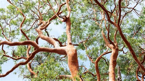 Arbres Ne Jamais Planter Dans Un Petit Jardin Vari T S Qui