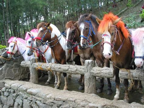 Riding Horses Along The Mountain Side In Baguio City Baguio City