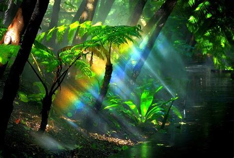 Rainbow Fern Gully Rainforest Rainforest Fern Gully Bonito Rainbow