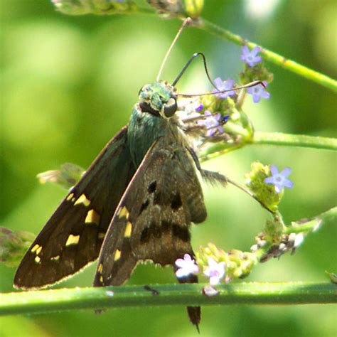 Long Tailed Skipper Urbanus Proteus BugGuide Net