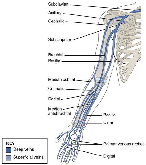 Upper Limbs Veins How To Relief