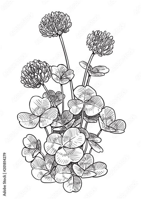 Clover flower illustration, drawing, engraving, ink, line art, vector ...