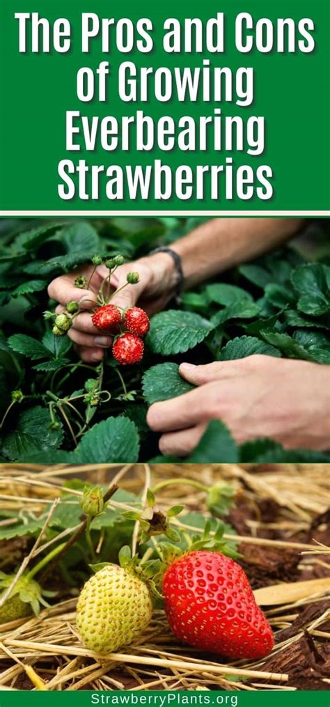 Pros And Cons Of Growing Everbearing Strawberries Strawberry Plants