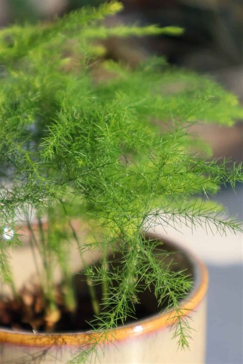 How To Grow Asparagus Ferns In Terrariums Tried And Tested