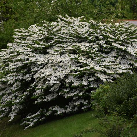 Maries Doublefile Viburnum Indy Plants