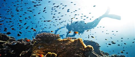 What Is The Best Time To Visit The Great Barrier Reef