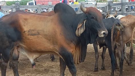 Feira De Gado Em Dois Riachos AL Confira Muitas Novidades 07 06 23