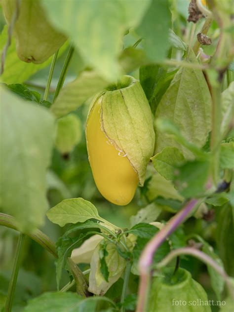 Tomatillo Queen Of Malinalco Physalis Ixocarpa Solhatt Kologiske Fr