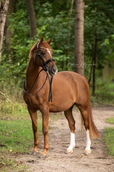 Deutsches Reitpony Wallach Jahre Cm Fuchs In Weiden