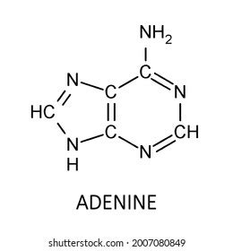 Adenine Chemical Formula Vector Editable Stock Vector (Royalty Free) 2007080849 | Shutterstock