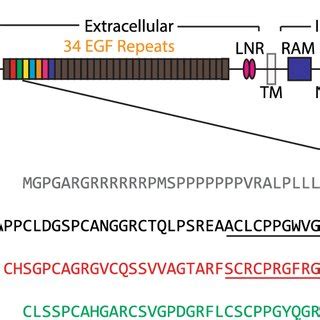 Domain structure and primary amino acid sequence of the N-terminus of ...