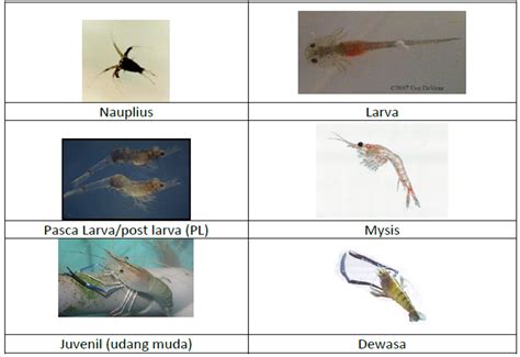 Penyuluhan Perikanan Budidaya Udang Galah