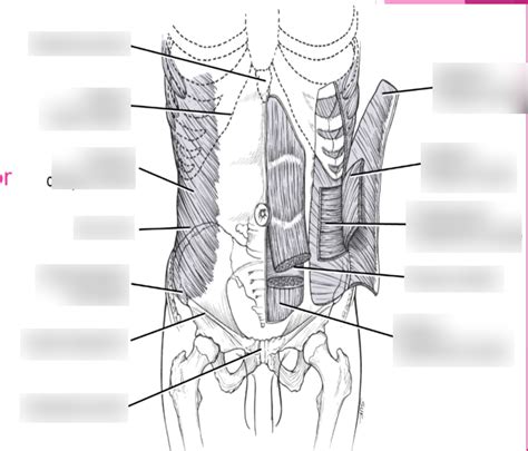 Anterior Abdominal Wall Diagram Quizlet