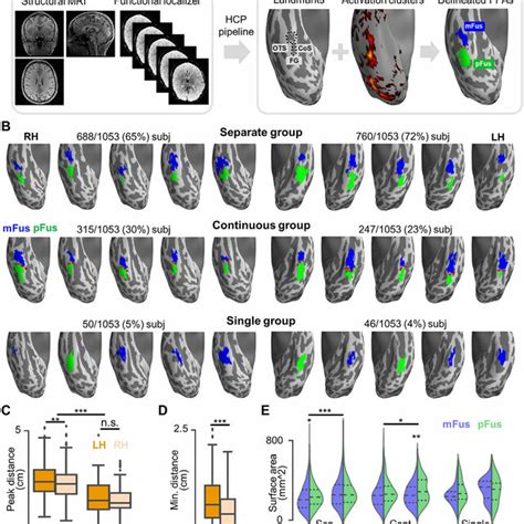 Spatial Distribution And Face Selectivity Of Fusiform Face Selective