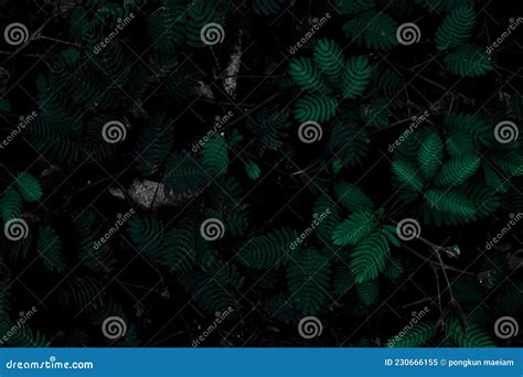 Clumps Of Grass Growing Stock Image Image Of Flora 230666155