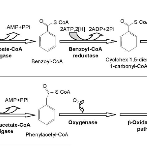 A Anaerobic Degradation Of Benzoate B Aerobic Hybrid Pathway For