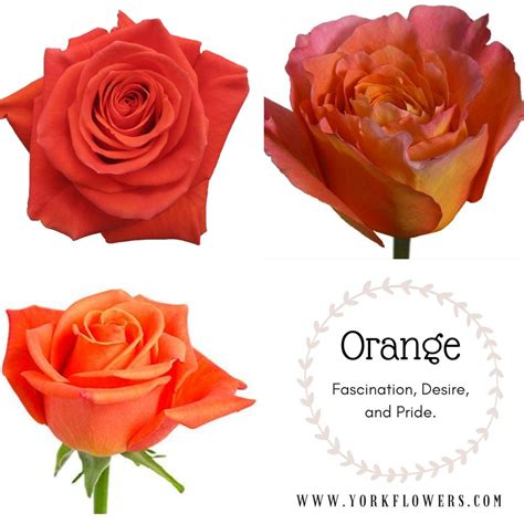 Orange roses meaning | Rose, Rose meaning, Orange roses