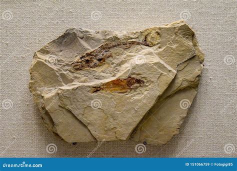 Fossils of ancient fish editorial stock image. Image of evolution ...