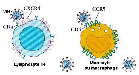 Le cycle du VIH entréée du VIH dans les cellules