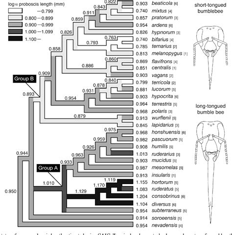 Figure From Phylogeny Historical Biogeography And Character