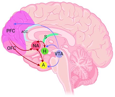 Dopamine Pathways In Human Brain