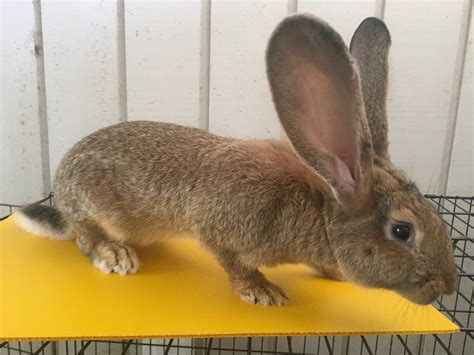 Continental Giant Rabbit Facts Temperament Care With Pictures