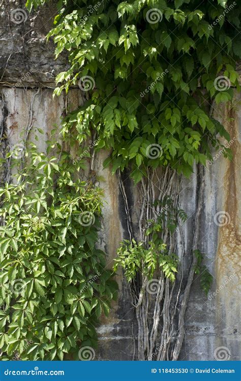 Vines Growing On Concrete Wall Stock Photo Image Of Architecture