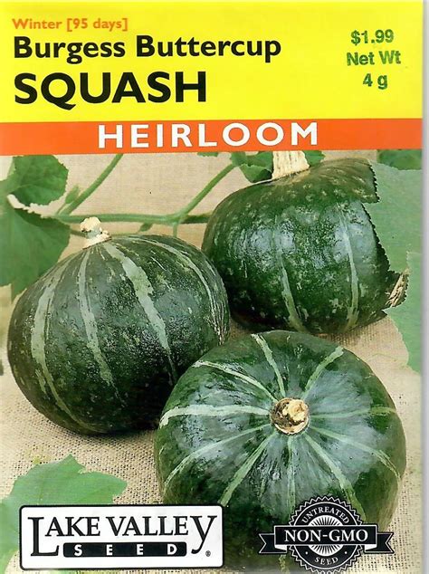 Squash Burgess Buttercup Heirloom Vegetable Seed Non Gmo