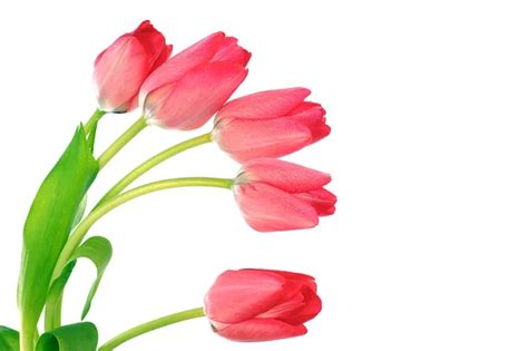 Light pink tulips — Stock Photo © ksenish #8016208