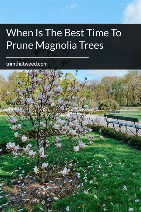 When Is The Best Time To Prune Magnolia Trees | Magnolia trees ...