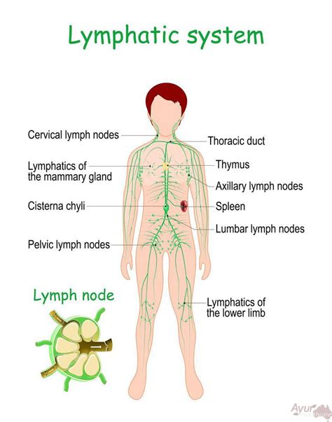 Lymphatic Drainage Massage In Sydney Ayur Healthcare