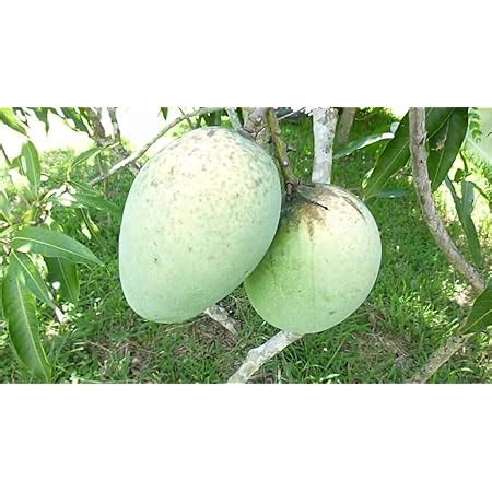 Buy M Tech Gardens Rare Mango Fruit 1 Grafted Live Plant Variety