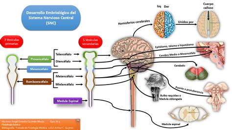 Fisiolog A B Sica Embriolog A Del Sistema Nervioso Central Sistema