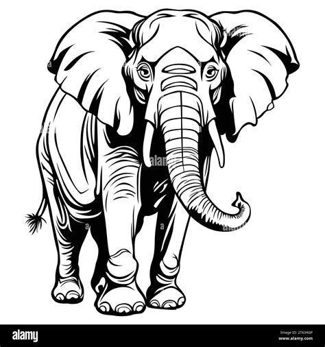 Dibujo de contorno de elefante usando un formato vectorial fotografías