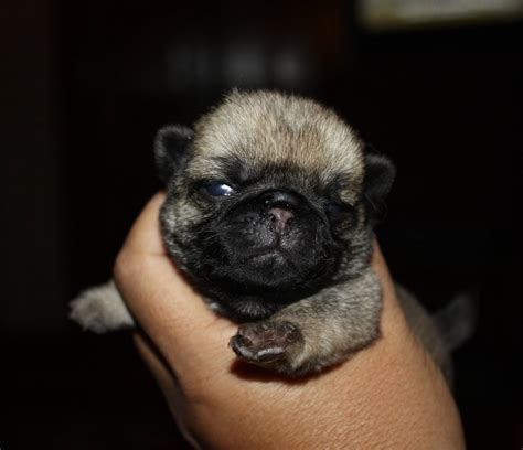 Journey with Pugs: New Pug puppy has a name!