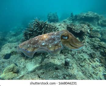 Bright Cuttlefish Swimming Stock Photo Shutterstock