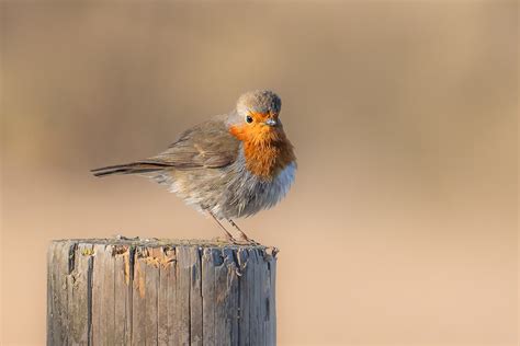 Pit Roig Petirrojo Europeo European Robin Rougegorge Flickr