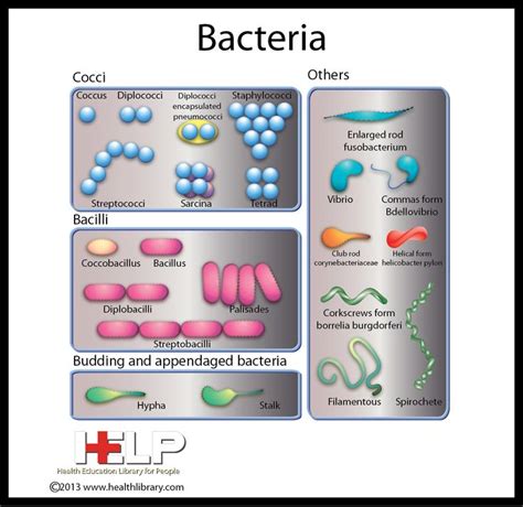 Bacteria | Microbiology study, Pathophysiology nursing, Biomedical science