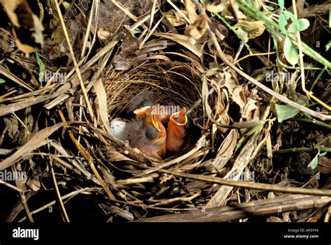 Common yellowthroat nest hi-res stock photography and images - Alamy