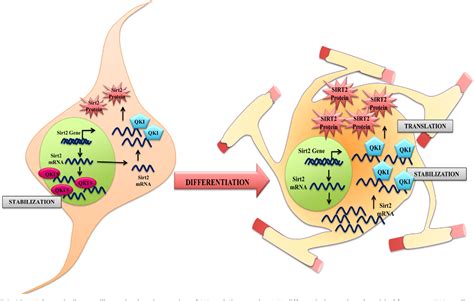 Figure From Rna Binding Protein Quaking Stabilizes Sirt Mrna During