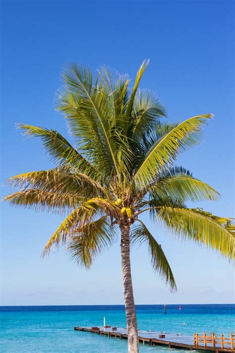 Coconut Palm Tree Grand Turk Turks And Caicos Stock Photo Image Of