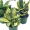 Amazon Bubbleblooms Sansevieria Trifasciata Rosette Shaped