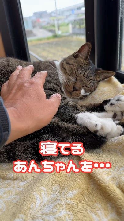 【癒し猫】寝てるあんちゃんを ねこ ねこおじさん サンシャイン池崎 猫 猫動画 Youtube