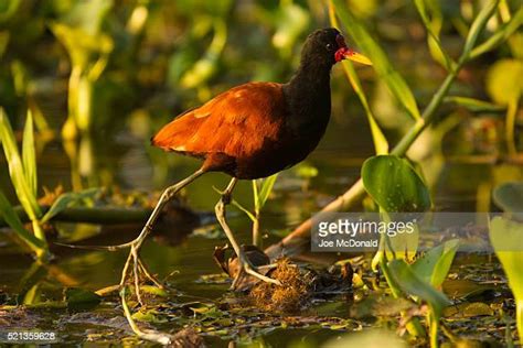 Wattled Jacana Jacana Jacana Photos And Premium High Res Pictures