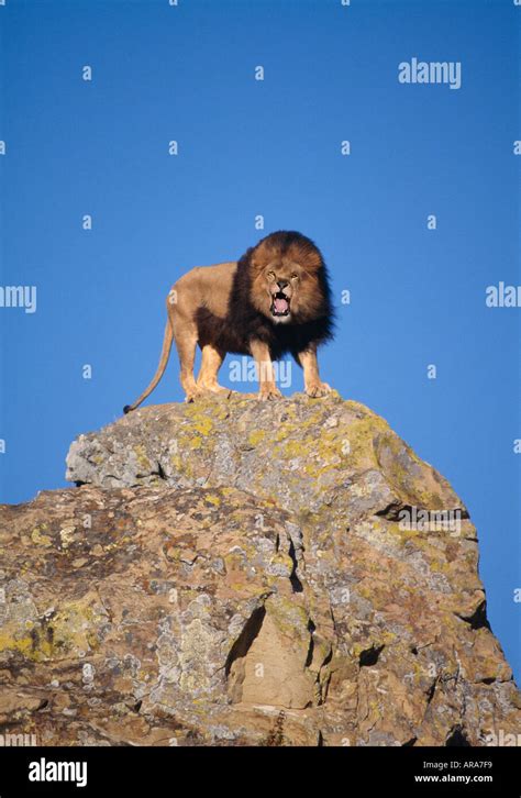 Male Lion Roaring Stock Photo - Alamy