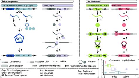 Te Structure And Transposition Mechanisms Ltr Retrotransposons