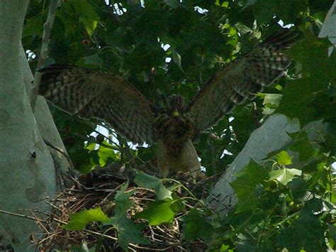 Red-shouldered Hawk – Nest Update 7 – DFW Urban Wildlife