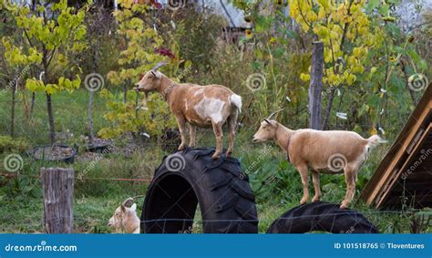 Goats On Tires Stock Image Image Of Capra Color Animals 101518765