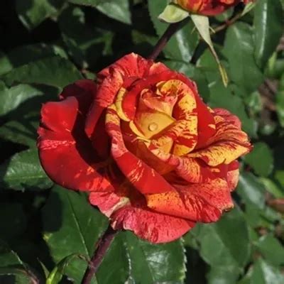 Роза голд перл штейн фото - 78 картинок